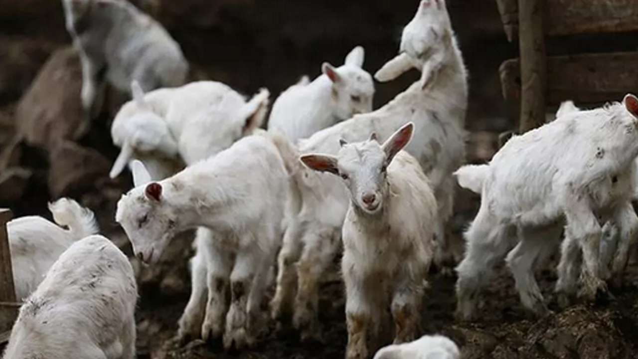 Foto - Türkiye tüm Avrupa ülkelerini solladı! İspanya, Fransa, Yunanistan geride kaldı...