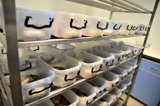 Türkiye uluslararası arena için atağa geçiyor! Binlerce doz panzehir üretiliyor