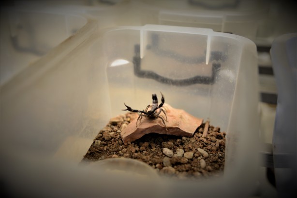 Foto - Türkiye uluslararası arena için atağa geçiyor! Binlerce doz panzehir üretiliyor