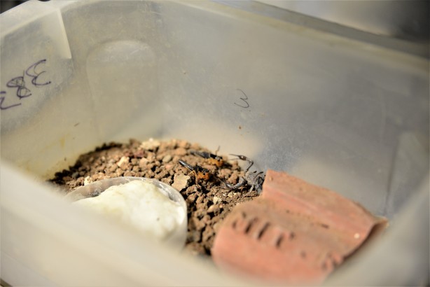 Foto - Türkiye uluslararası arena için atağa geçiyor! Binlerce doz panzehir üretiliyor