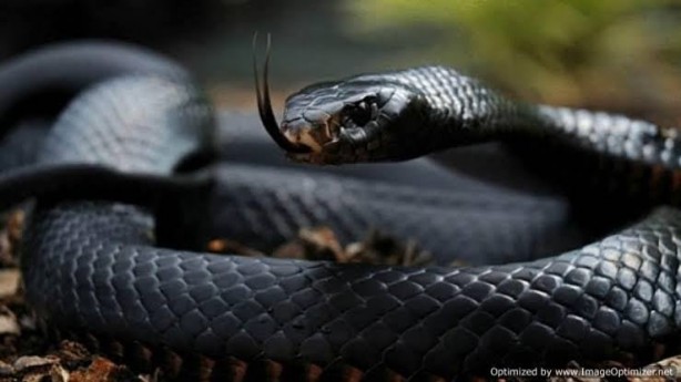 Foto - Türkiye yılan yuvasına döndü! Eğer evde o sesi duyarsanız kaçın