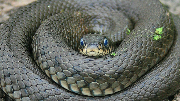 Foto - Türkiye yılan yuvasına döndü! Eğer evde o sesi duyarsanız kaçın