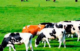 Türkiye'de adı duyulmuş tesisi olan Türk devi iflas etti! İflas eden şirketin binlerce çalışan işsiz kaldı