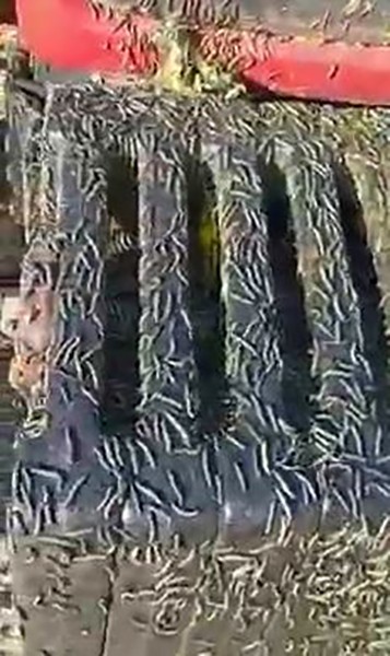 Foto - Türkiye'de ayçiçeği krizi tırmanıyor! Kovanlarından çıkan arılara bakın ne oldu