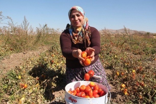 Foto - Türkiye'de bir ilk! Domatesten un yaptılar