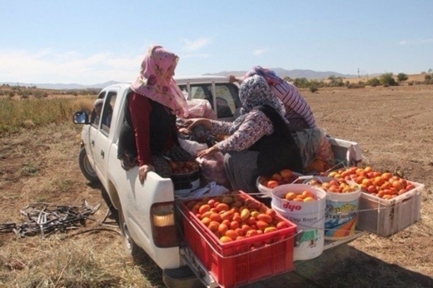 Foto - Türkiye'de bir ilk! Domatesten un yaptılar