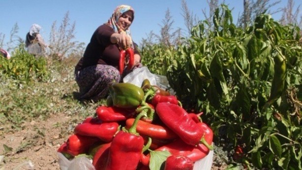 Foto - Türkiye'de bir ilk! Domatesten un yaptılar