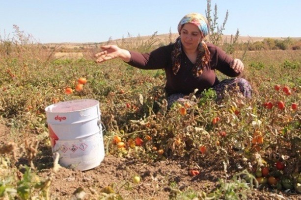 Foto - Türkiye'de bir ilk! Domatesten un yaptılar