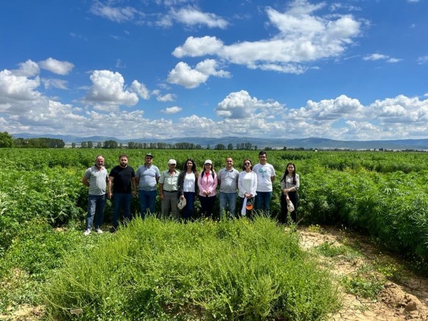 Foto - Türkiye'de bir ilk! Hastalıklara dayanıklı olarak geliştirildi