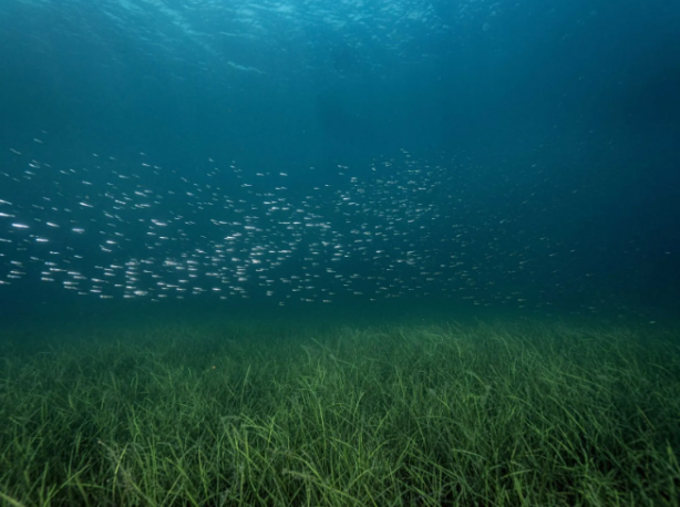 Foto - Türkiye'de bir ilk! Marmara Denizi’nde hayata geçiriliyor