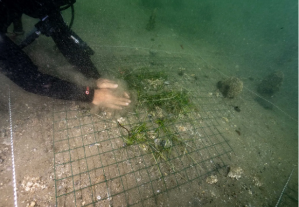 Foto - Türkiye'de bir ilk! Marmara Denizi’nde hayata geçiriliyor