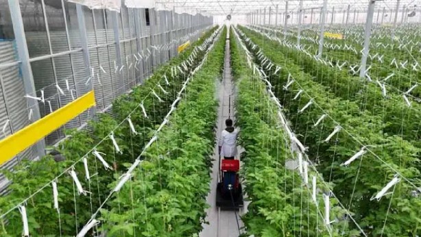 Türkiye’de bir ilk! Sivas’ta yetiştirdi! Hollanda’ya 19, yerli pazara da 11 ton satış: Sivera’ya her yerden talep yağıyor! Siz ne yaptınız böyle