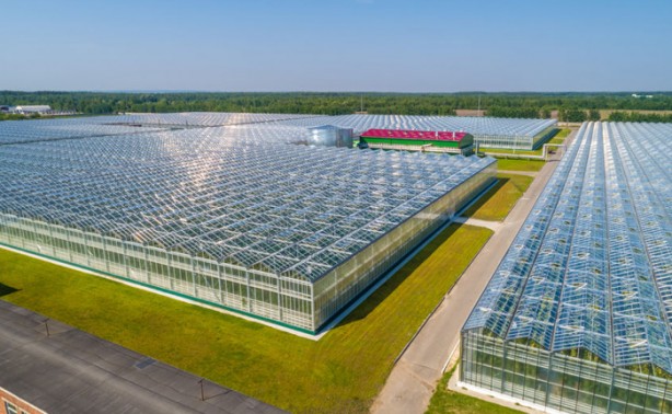 Foto - Türkiye’de bir ilk! Sivas’ta yetiştirdi! Hollanda’ya 19, yerli pazara da 11 ton satış: Sivera’ya her yerden talep yağıyor! Siz ne yaptınız böyle