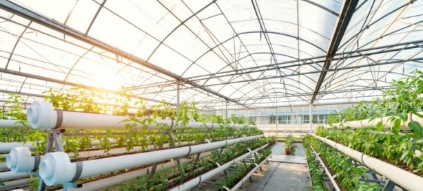 Foto - Türkiye’de bir ilk! Sivas’ta yetiştirdi! Hollanda’ya 19, yerli pazara da 11 ton satış: Sivera’ya her yerden talep yağıyor! Siz ne yaptınız böyle