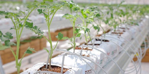 Foto - Türkiye’de bir ilk! Sivas’ta yetiştirdi! Hollanda’ya 19, yerli pazara da 11 ton satış: Sivera’ya her yerden talep yağıyor! Siz ne yaptınız böyle