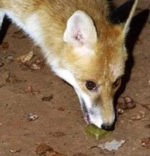 Foto - Türkiye'de bu bölgelere havadan kuduz aşısı atılacak! Endişelenecek bir konu var...