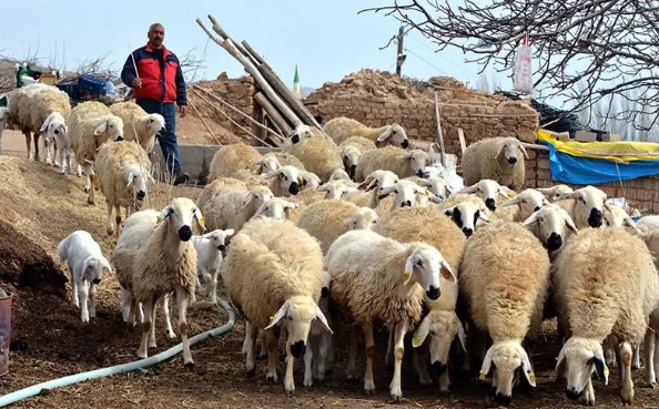 Foto - Türkiye'de bu işi yapacak 150 bin kişi aranıyor! Bakanlıklar devreye girdi