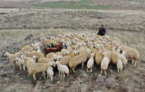 Foto - Türkiye'de bu işi yapacak 150 bin kişi aranıyor! Bakanlıklar devreye girdi