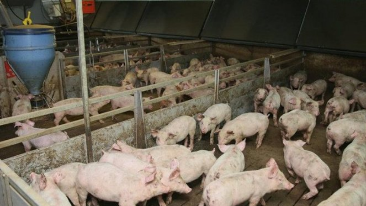 Foto - Türkiye’de domuz çiftliği bulunan iller belli oldu 