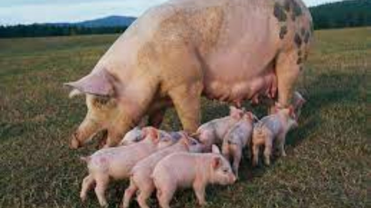 Foto - Türkiye’de domuz çiftliği bulunan iller belli oldu 