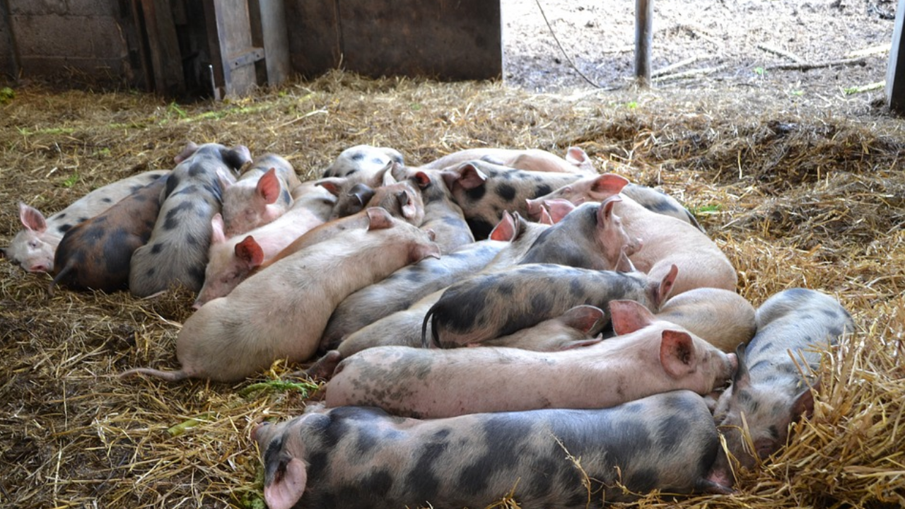 Foto - Türkiye’de domuz çiftliği bulunan iller belli oldu 