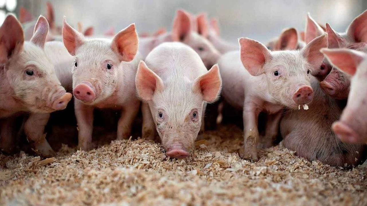 Türkiye’de domuz çiftliği bulunan iller belli oldu 