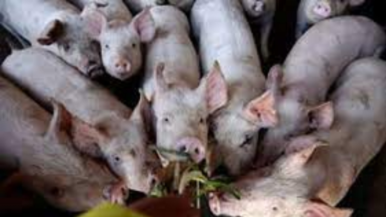 Foto - Türkiye’de domuz çiftliği bulunan iller belli oldu 