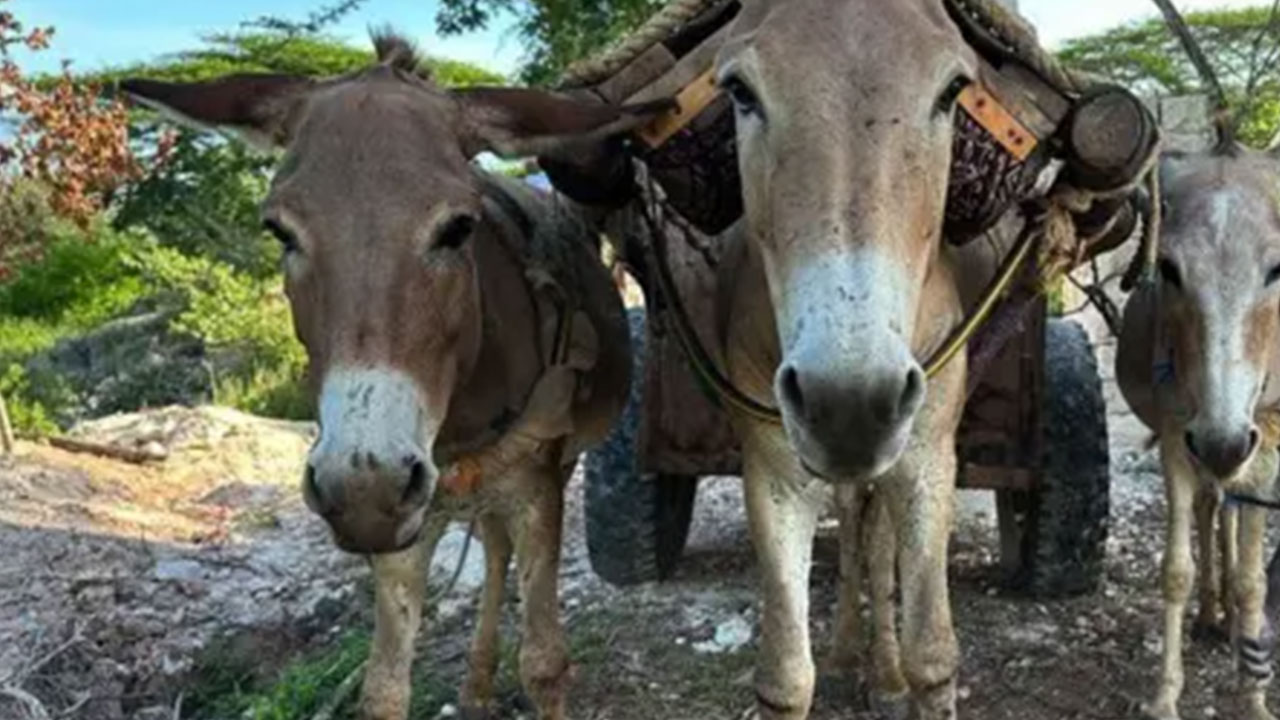 Foto - Türkiye’de eşek paniği: O korkutan ihtimal gündeme geldi