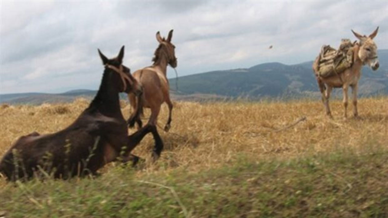 Foto - Türkiye’de eşek paniği: O korkutan ihtimal gündeme geldi