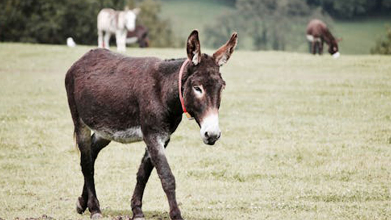 Foto - Türkiye’de eşek paniği: O korkutan ihtimal gündeme geldi