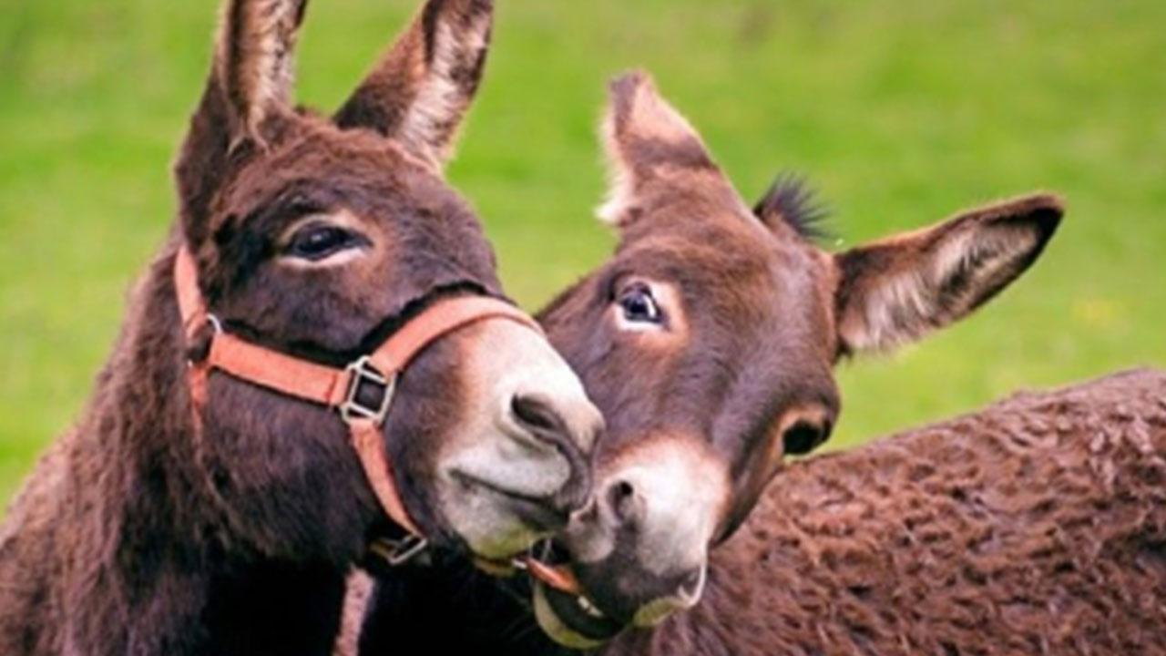 Foto - Türkiye’de eşek paniği: O korkutan ihtimal gündeme geldi