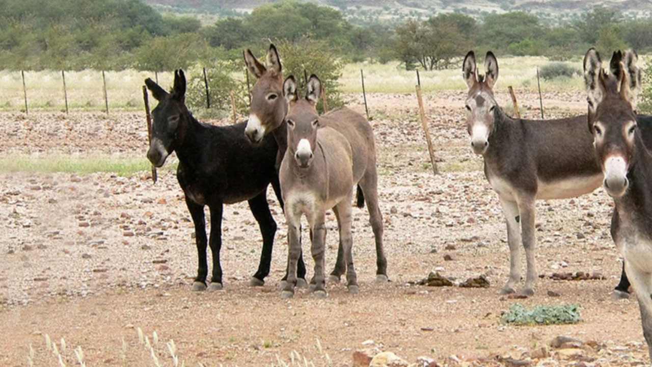 Türkiye’de eşek paniği: O korkutan ihtimal gündeme geldi
