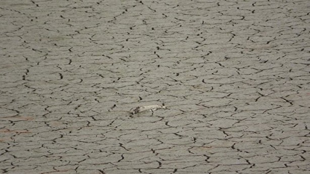 Foto - Türkiye’de giderek yayılıyor! Çanakkale'de endişelendiren görüntü