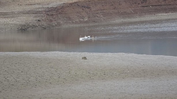 Foto - Türkiye’de giderek yayılıyor! Çanakkale'de endişelendiren görüntü