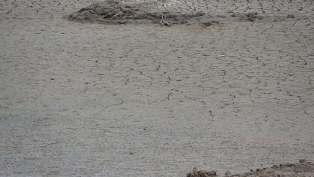 Foto - Türkiye’de giderek yayılıyor! Çanakkale'de endişelendiren görüntü