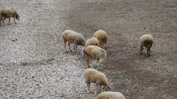 Foto - Türkiye’de giderek yayılıyor! Çanakkale'de endişelendiren görüntü