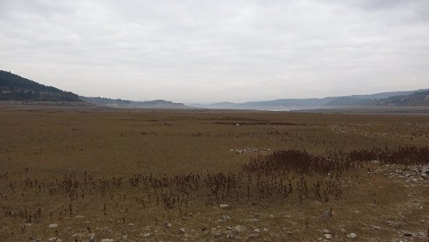 Foto - Türkiye’de giderek yayılıyor! Çanakkale'de endişelendiren görüntü