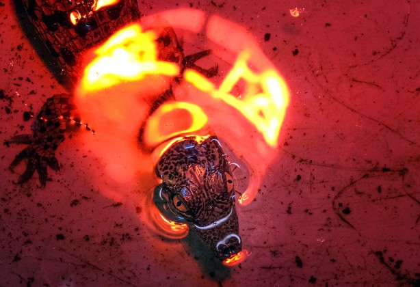 Foto - Türkiye'de görülmemiş olay! Timsahlar yumurtadan çıktı