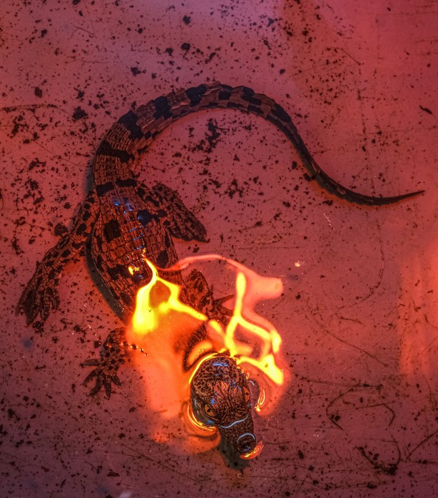 Türkiye'de görülmemiş olay! Timsahlar yumurtadan çıktı