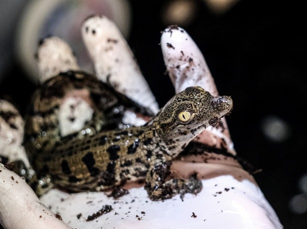 Foto - Türkiye'de görülmemiş olay! Timsahlar yumurtadan çıktı