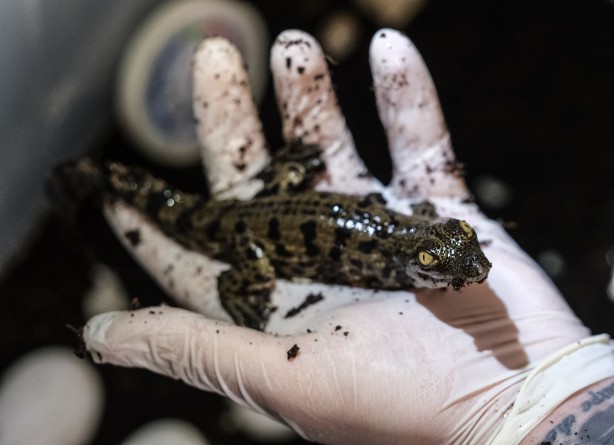 Foto - Türkiye'de görülmemiş olay! Timsahlar yumurtadan çıktı