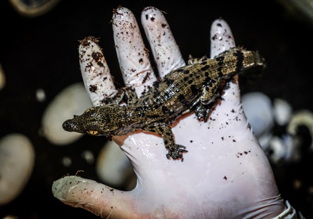 Foto - Türkiye'de görülmemiş olay! Timsahlar yumurtadan çıktı