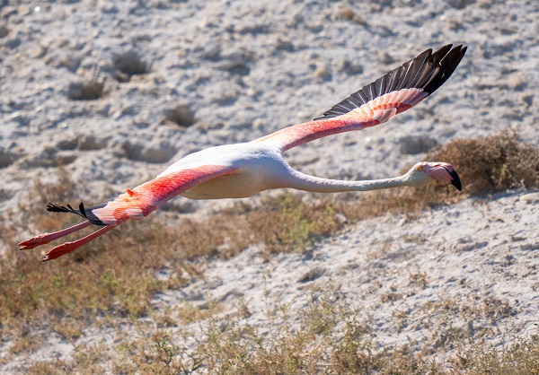 Foto - Türkiye’de gözlerini açan flamingoların göç hazırlığı