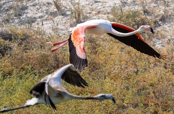 Foto - Türkiye’de gözlerini açan flamingoların göç hazırlığı