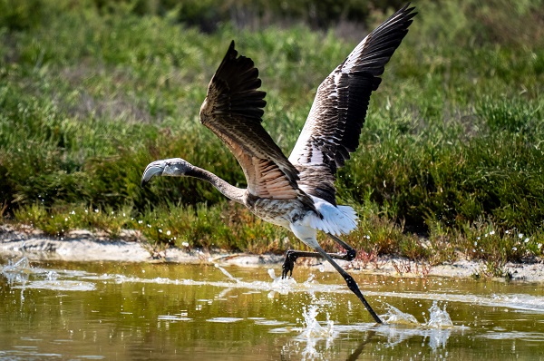 Foto - Türkiye’de gözlerini açan flamingoların göç hazırlığı