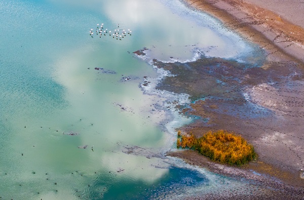 Foto - Türkiye’de gözlerini açan flamingoların göç hazırlığı