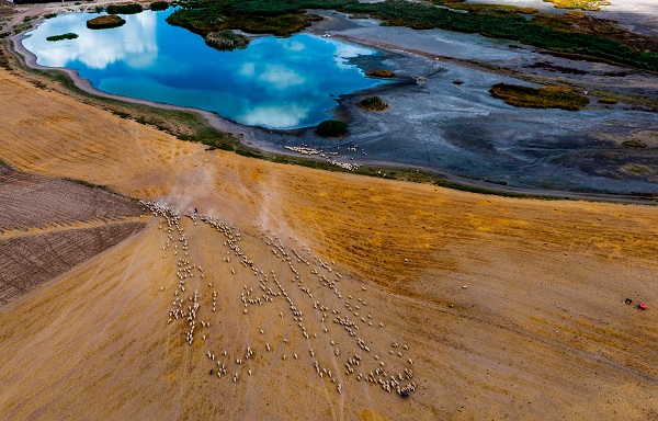 Foto - Türkiye’de gözlerini açan flamingoların göç hazırlığı