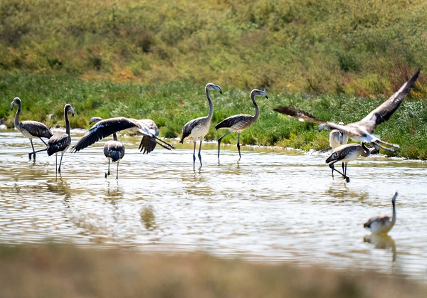 Foto - Türkiye’de gözlerini açan flamingoların göç hazırlığı