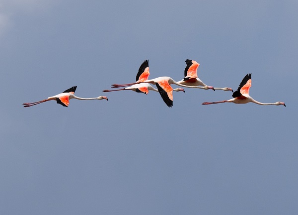 Foto - Türkiye’de gözlerini açan flamingoların göç hazırlığı
