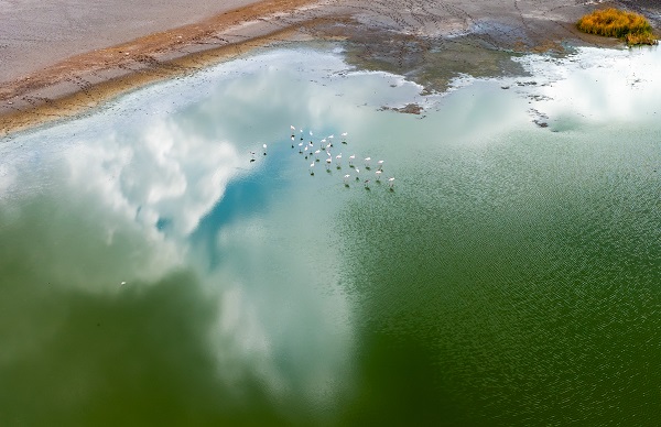 Foto - Türkiye’de gözlerini açan flamingoların göç hazırlığı